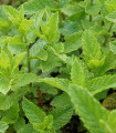 Dolgolistna meta - Mentha longifolia - semena mete - 20 kos