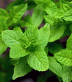 Poprova meta - Mentha piperita - semena mete - 500 ks