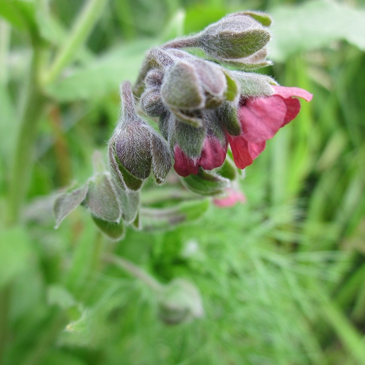 Užanka lékařská - Cynoglossum officinale - semena užanky - 10 ks