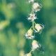 Mitrovka velkokvětá - Tellima grandiflora - semena mitrovky - 0,02 g