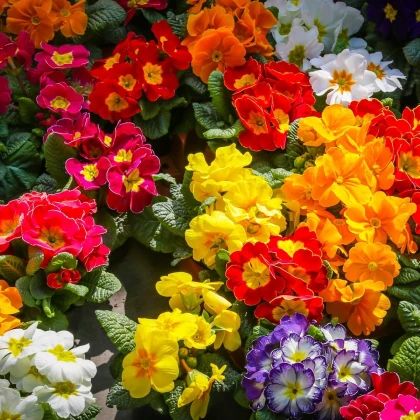 Prvosenka bezlodyžná směs - Primula vulgaris - semena prvosenky - 15 ks