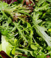 BIO Divja rukola ozkolistna - Wild rocket - Křez - Diplotaxis tenuiflora - bio semena rukole - 250 kos