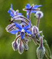 Brutnjak - Borago officinalis - semena brutnjaka - 20 kos