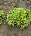 Endivija Eskariol - Cichorium endivia L. - semena endivije - 150 kos