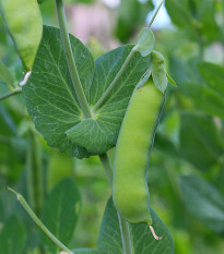 BIO Hrách dřeňový raný Zázrak z Kelvedonu - Pisum sativum - bio semena hrachu - 50 ks