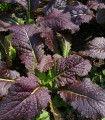Rdeča gorčica Red - Brassica juncea - semena gorčice - 300 kosov