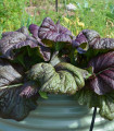 Mizuna Red Knight F1 - Japonska gorčica - Brassica rapa ssp. Japonica - semena mizune - 400 kosov - zaključeno
