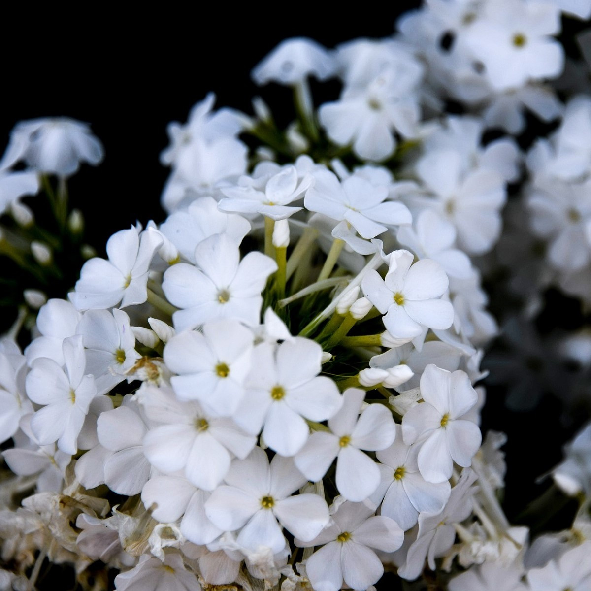 Plaménka bílá - Phlox - prostokořenné sazenice plaménky - 1 ks