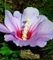 Sirski hibiskus vijoličen - Hibiscus syriacus - semena hibiskusa - 12 kos