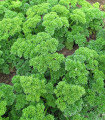 Petršilj Mooskrause - Petroselinum crispum - semena petršilja - 500 kos