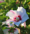 Ibišek sirski beli - Hibiscus syriacus - semena ibiška - 12 kos