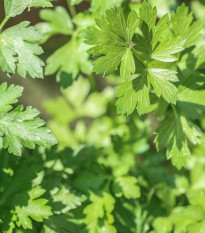 Petršilj gladki Festival - Petroselinum crispum - semena petršilja - 500 kos