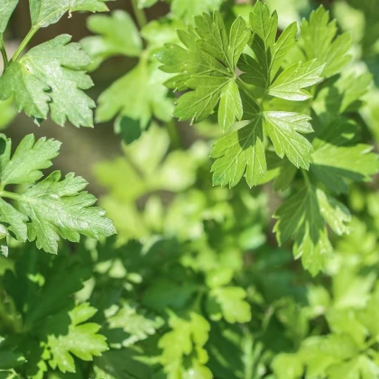 Petršilj gladki Festival - Petroselinum crispum - semena petršilja - 500 kos