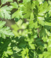 Petršilj gladki Festival - Petroselinum crispum - semena petršilja - 500 kos
