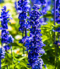 Šalvěj pomoučená Strata - Salvia farinacea - semena šalvěje - 20 ks