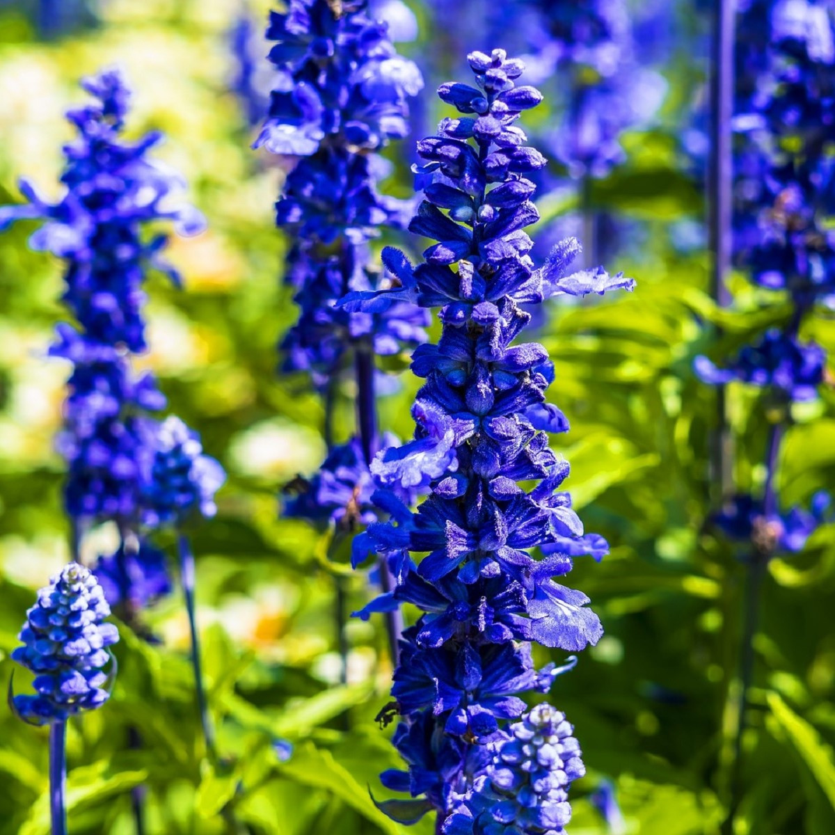 Šalvěj Victoria Blue - Salvia farinacea - semena šalvěje - 20 ks