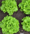 Solata Batavia - Lactuca sativa - semena solate - 800 kos