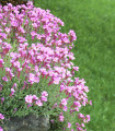 Huseník brvolistý Spring Charm - Arabis blepharophylla - semena huseníka - 30 ks