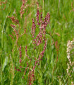 Kislica - Rumex acetosa - semena kislice - 25 kos