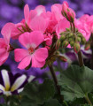 Horizon pasasta pelargonija – Pelargonium zonale – semena pelargonije – 4 kos