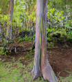Evkalipt mavrični - Blagodičnik - Eucalyptus deglupta - semena evkalipta - 5 kosov