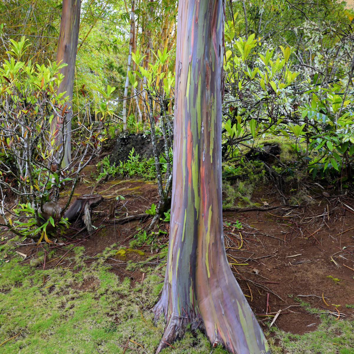 Eukalyptus duhový - Blahovičník - Eucalyptus deglupta - semena eukalyptu - 5 ks