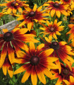 Rudbekija kosmata Capuccino – Rudbekia hirta – semena rudbekije – 50 kosov