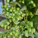 Hmel navadni - Humulus lupulus - semena hmelja - 20 kosov