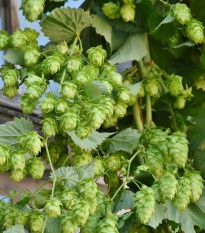 Hmel navadni - Humulus lupulus - semena hmelja - 20 kosov