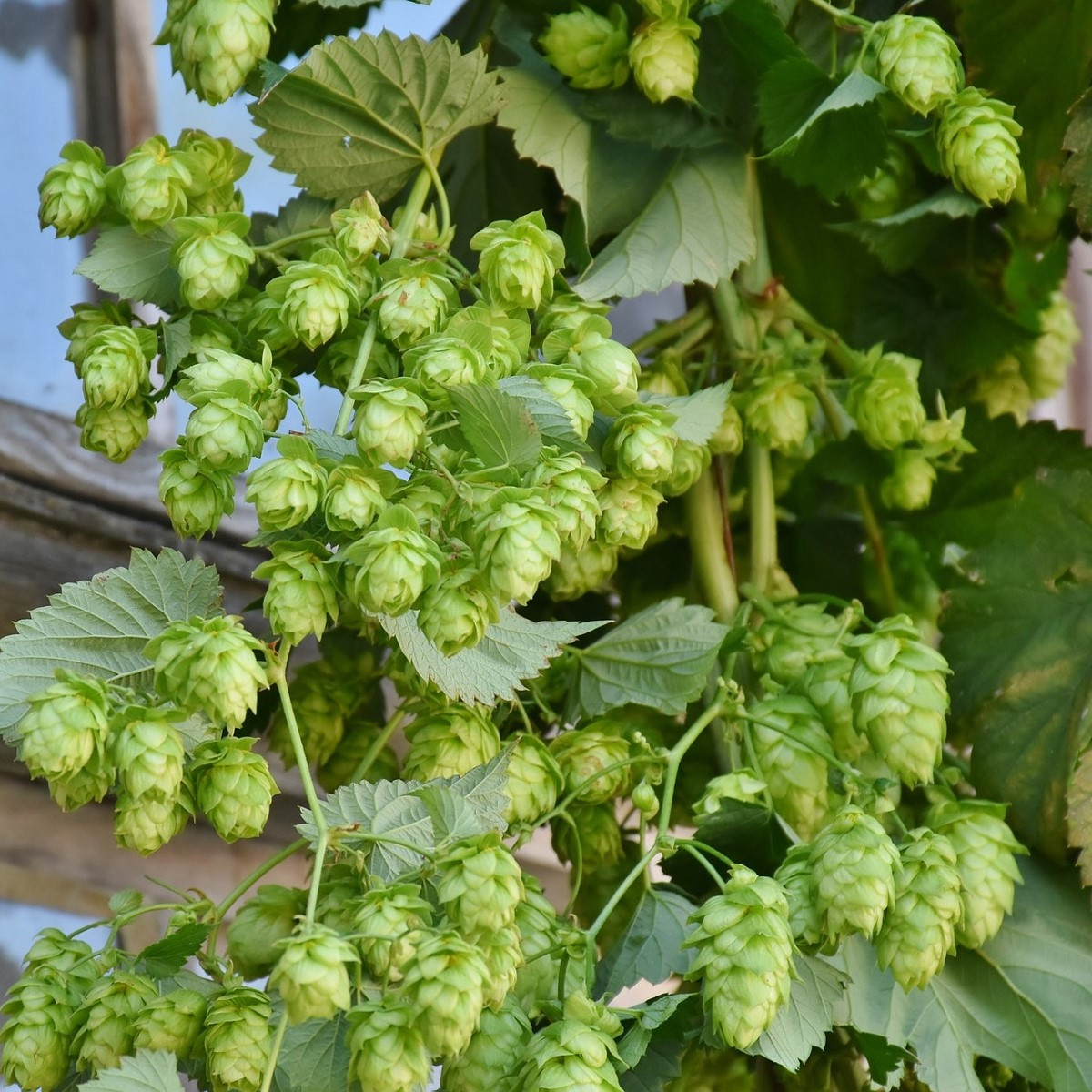 Hmel navadni - Humulus lupulus - semena hmelja - 20 kosov