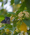 Jasenolistna evodija – Evodia fraxinifolia – semena evodije – 7 kosov