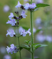 Šanta mačja - Nepeta cataria - semena šante - 15 kosov