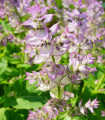 Muškatna kadulja - Salvia sclarea - semena kadulje - 50 kosov