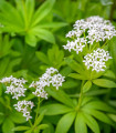 Dišeča lakota - Galium odoratum - semena dišeče lakote - 10 kosov