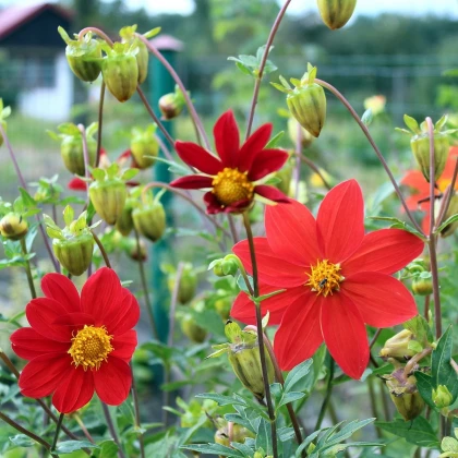 Jiřinka proměnlivá Mignon směs - Dahlia variabilis - semena jiřinky - 20 ks