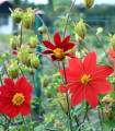 Mešanica dalij Mignon – Dahlia variabilis – semena dalij – 20 kosov