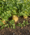 BIO gomoljna zelena Mars - Apium graveolens - bio semena zelene - 20 kos