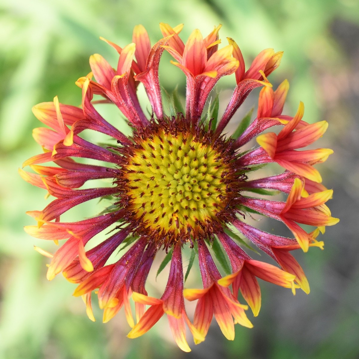 Kokarda jednoduchá Lorenziana směs - Gaillardia pulchella - semena kokardy - 0,3 g