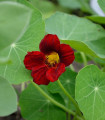 Rdeče-črna kapucinka Black Velvet – Tropaeolum minus – semena kapucinke – 15 kosov