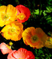 Alpski mak mešanica barv - Papaver alpinum - semena maka - 50 kos