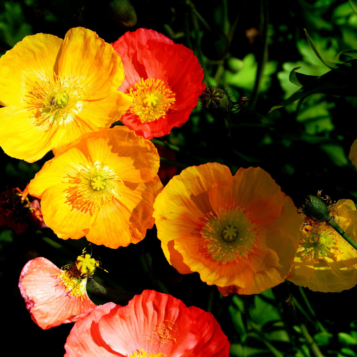 Mák alpínský směs barev - Papaver alpinum - semena máku - 50 ks