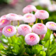 Rožnata marjetica Tasso - Bellis perennis - semena marjetice - 50 kosov