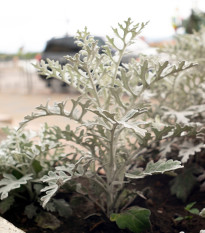 Starček obmorski - Cineraria maritima - semena starčka - 300 kosov