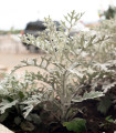 Starček obmorski - Cineraria maritima - semena starčka - 300 kosov