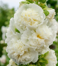 Topolovka polnokvetna bela Chaters - Slezenovec - Alcea rosea - semena topolovke - 12 kosov - zaključeno