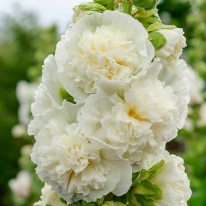 Topolovka polnokvetna bela Chaters - Slezenovec - Alcea rosea - semena topolovke - 12 kosov - zaključeno