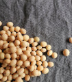 Soja - Glycine max - semena soje - 25 kosov - zaključeno