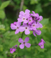 Večernica dišeča - Hesperis matronalis - semena večernice - 100 kosov