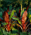 Abesinska bananova palma – Ensete vetricosum – semena bananove palme – 3 kos