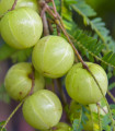 Indijska kosmulja - Phyllanthus emblica - semena indijske kosmulje - 8 kos